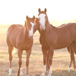 Fillies by Down Right Amazing