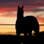 Brian Bell Ranch - Yearlings at Sunset